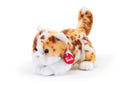 GATTO MACULATO BRAD S