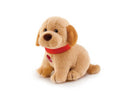 SWEET LABRADOR